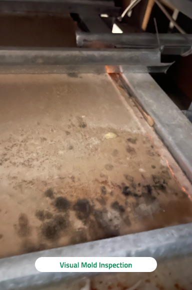 Mold Inspection Services